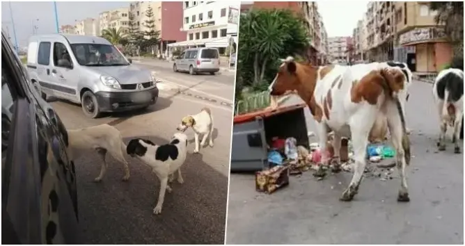 مدينة بوزنيقة
