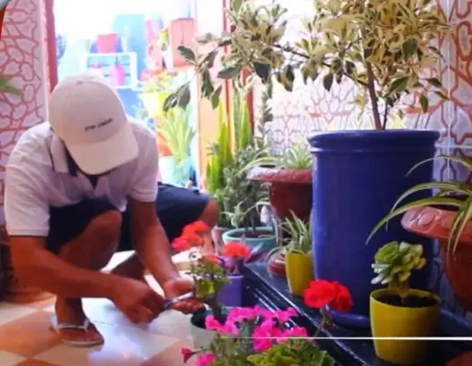 هشام .. عاشق الطبيعة يحول الحدائق إلى تحف بيئية (فيديو)