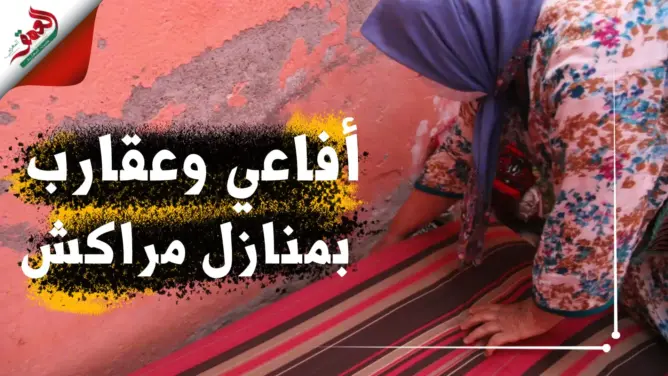 الحرارة تخرج أفاعي وعقارب بمنازل مراكش (فيديو)