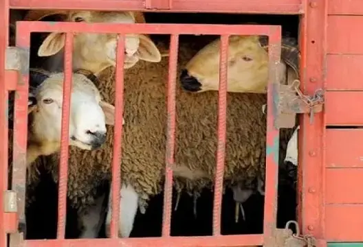 أخذ كبشين من بائع أضاحي بـ”كراج”.. هذه حقيقة فيديو القائد والداخلية تحقق