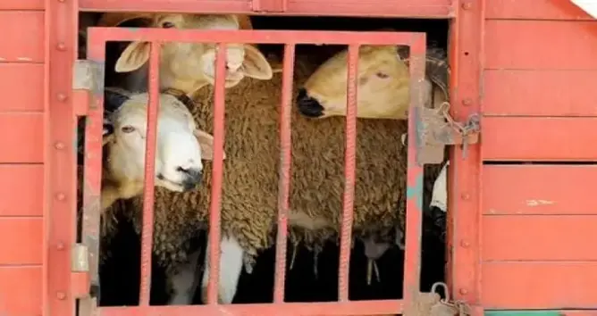 إغلاق 7 أسواق للماشية بالمملكة لعدم التزامها بالإجراءات الصحية المطلوبة