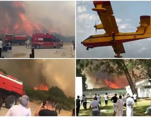 غابة المريكان