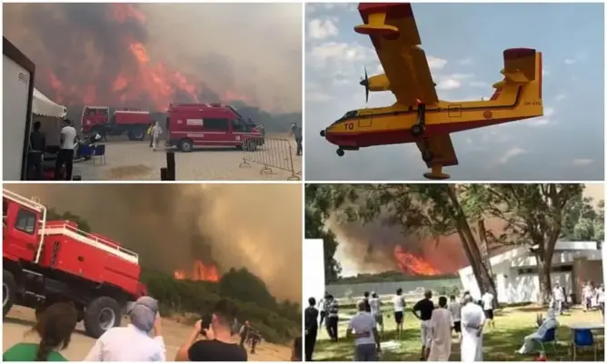 غابة المريكان