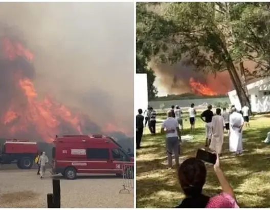 غابة المريكان