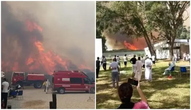غابة المريكان
