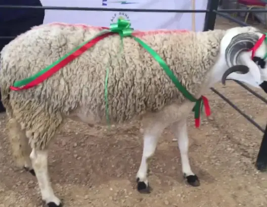 عيد الأضحى المبارك