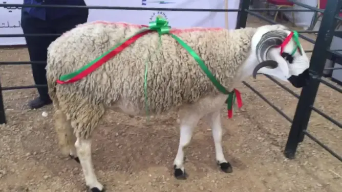 عيد الأضحى المبارك