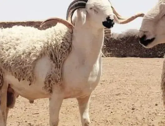 عيد الأضحى