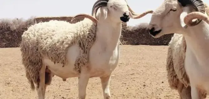 عيد الأضحى