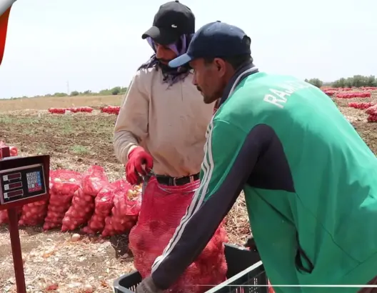 عرض وافر للبصل بالحاجب .. هكذا يؤمن مزارعون حاجيات الأسواق المغربية والإفريقية (فيديو)