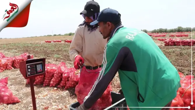 عرض وافر للبصل بالحاجب .. هكذا يؤمن مزارعون حاجيات الأسواق المغربية والإفريقية (فيديو)