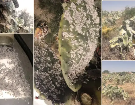 الحشرة القرمزية تلحق أضرارا بالصبار والبشر بأبي الجعد ومطالب بالتدخل (صور)
