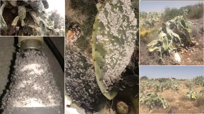 الحشرة القرمزية تلحق أضرارا بالصبار والبشر بأبي الجعد ومطالب بالتدخل (صور)