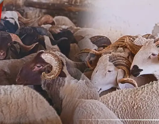 “الأضحى” وكورونا بالمغرب.. تدابير استثنائية وقرار إغلاق مُدن يحرم مغاربة من الأجواء العائلية