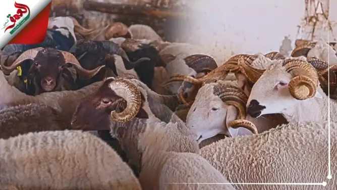 تعرف على كيفية اختيار أضحية العيد والفرق بين السردي والبركي (فيديو)