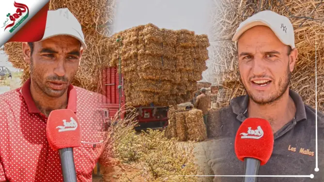قبيل أيام من عيد الأضحى.. بائعو “التبن” يفسرون أسباب وظروف ارتفاع الأثمنة