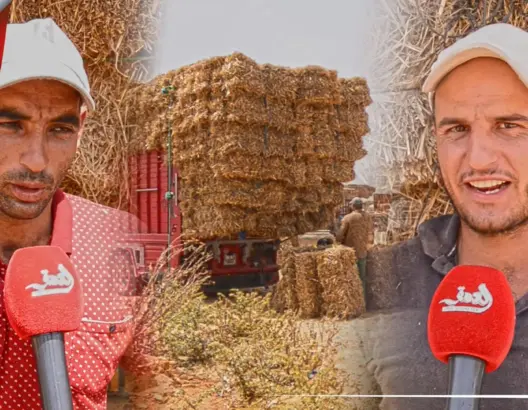 قبل أيام من عيد الأضحى.. بائعو “التبن” يفسرون أسباب وظروف ارتفاع الأثمنة (فيديو)