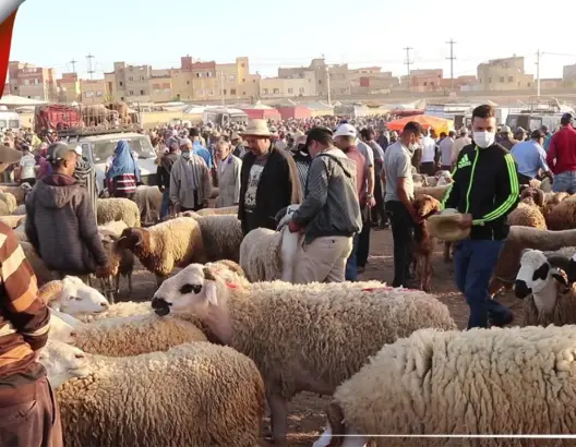 قبل أيام من العيد .. تراجع كبير في أثمنة الأضاحي والكساد يضرب تجارة المواشي بالحاجب(فيديو)
