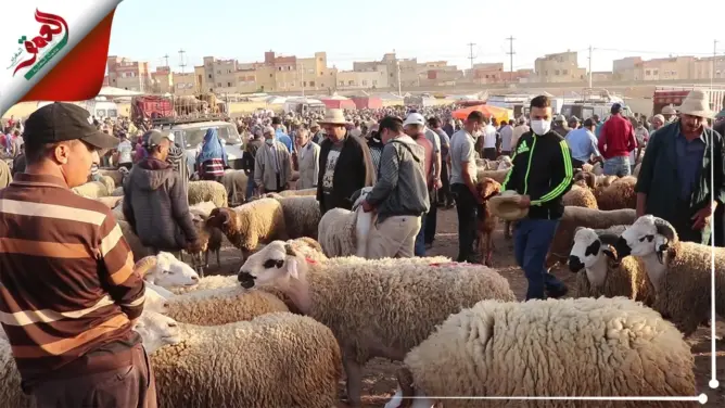 قبل أيام من العيد .. تراجع كبير في أثمنة الأضاحي والكساد يضرب تجارة المواشي بالحاجب(فيديو)