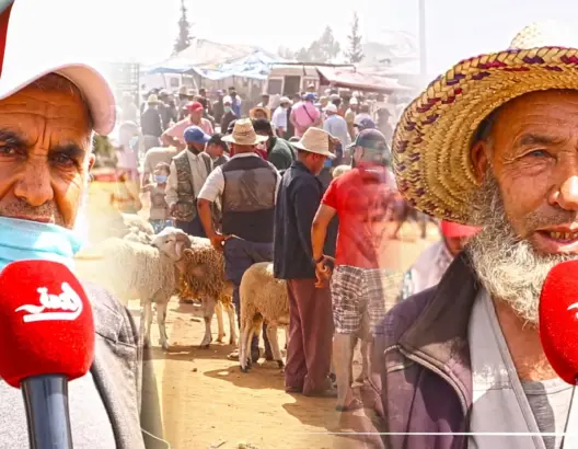 هذه أسعار الأضاحي بـ”علال البحراوي” .. وفلاح: لو تم إلغاء العيد لكان ضربة قاضية لنا (فيديو)