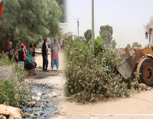 السلطات تزيل الأشجار