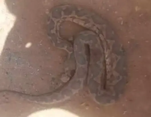 أفعى تُنهي حياة شيخ ضواحي شتوكة