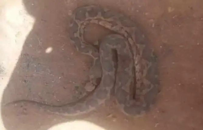 أفعى تُنهي حياة شيخ ضواحي شتوكة