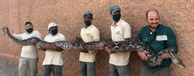 يصل طول الثعبان الشبكي إلى 6 أمتار