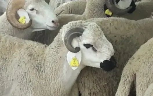 قضية “سرقة أضاحي العيد” تصل إلى البرلمان