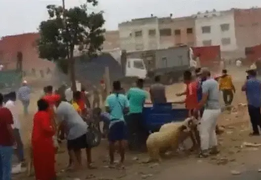 هيئة حقوقية: سرقة أضاحي العيد بالبيضاء نتيجة لتفقير أجيال وحرمانهم من حقوقهم