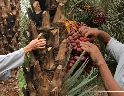 حدو .. فلاح من زاكورة يشكو هجوم البيوض على نخيله ومرور خط كهربائي عالي الجهد وسط ضيعته (فيديو)