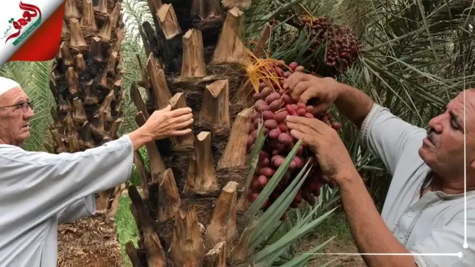 حدو .. فلاح من زاكورة يشكو هجوم البيوض على نخيله ومرور خط كهربائي عالي الجهد وسط ضيعته (فيديو)
