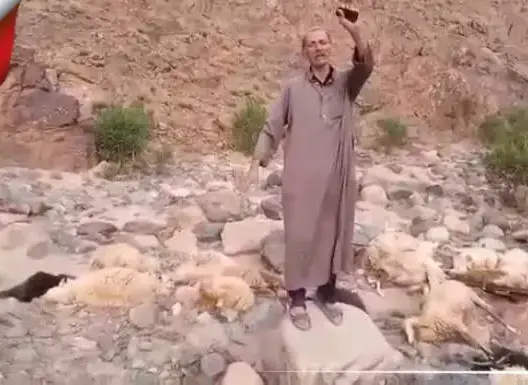 مياه مسمومة تتسبب في نفوق عشرات الأغنام بتارودانت وفلاحون يتهمون شركة للتعدين (فيديو)