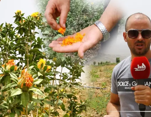 نادرة وشبيهة بالزعفران ولها فوائد طبية.. مغربي يدخل نبتة العصفر إلى منطقة “الكيف” (فيديو)