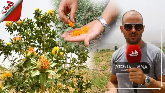 نادرة وشبيهة بالزعفران ولها فوائد طبية.. مغربي يدخل نبتة العصفر إلى منطقة “الكيف” (فيديو)