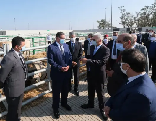 أخنوش يدشن أول سوق عصري للماشية