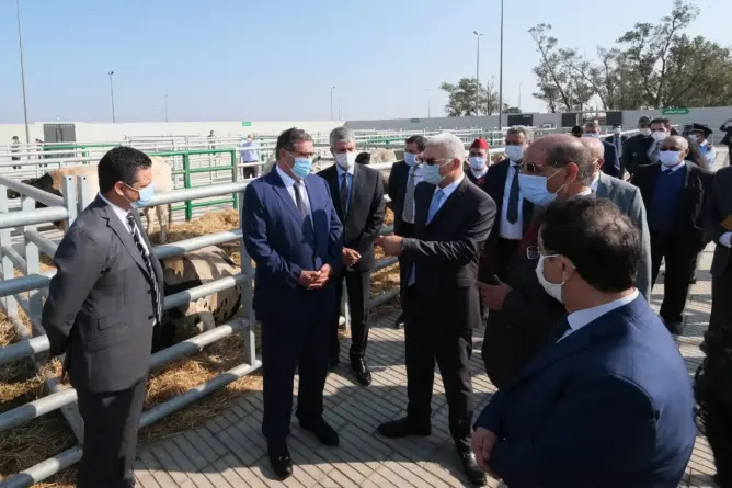 أخنوش يدشن أول سوق عصري للماشية