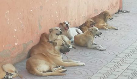 الكلاب الضّالة تُثير مخاوف القاطنين بمدينة دمنات