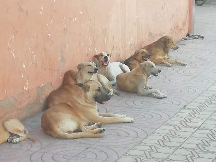 الكلاب الضّالة تُثير مخاوف القاطنين بمدينة دمنات