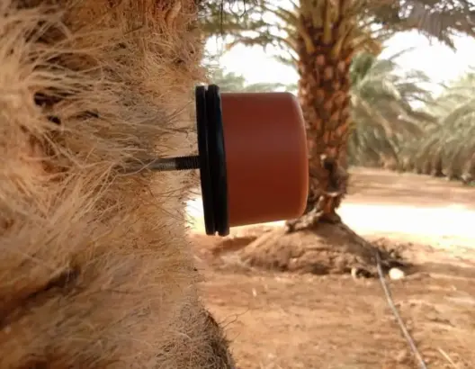 تقنية مكافحة سوسة النخيل الحمراء