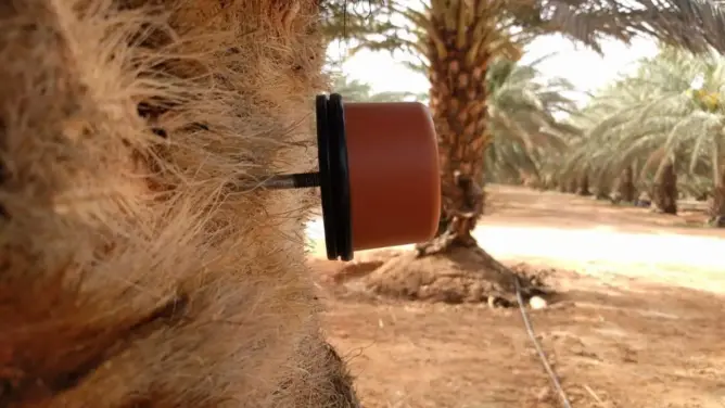 تقنية مكافحة سوسة النخيل الحمراء