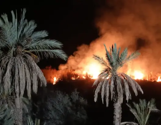 آلاف أشجار النخيل تنجو من حريق مهول بزاكورة (فيديو وصور)