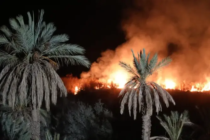 آلاف أشجار النخيل تنجو من حريق مهول بزاكورة (فيديو وصور)