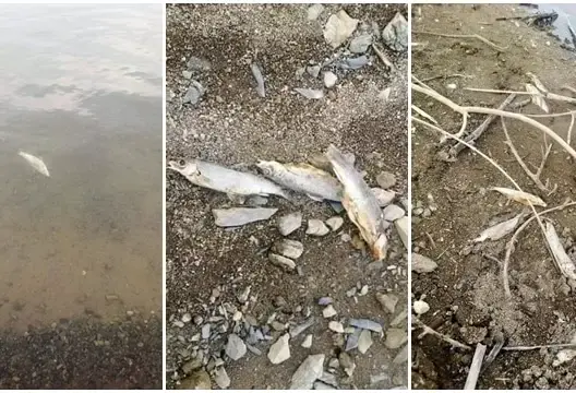 نفوق أسماك