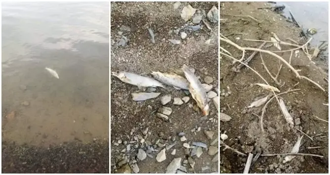 نفوق أسماك