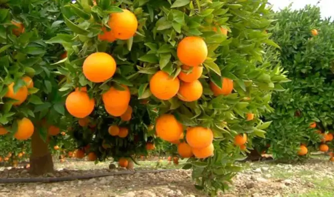 جني الكليمونتين