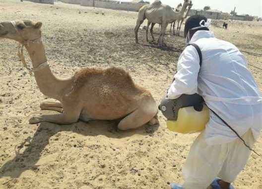 مرض حيواني يصيب البشر في موريتانيا