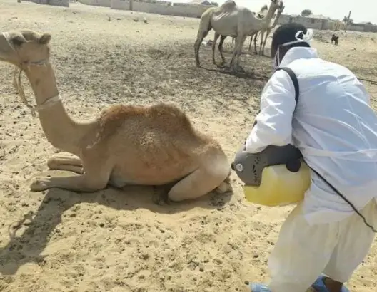 مرض حيواني يصيب البشر في موريتانيا
