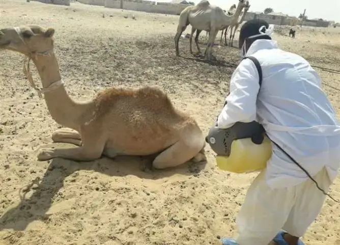 مرض حيواني يصيب البشر في موريتانيا
