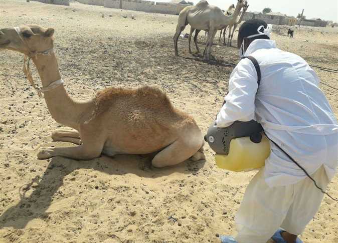 مرض حيواني يصيب البشر في موريتانيا